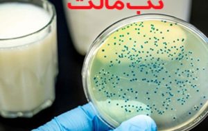 ابتلا به تب مالت در کرمانشاه ۳۴ درصد کاهش یافت