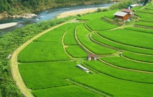 اجرای طرح مزارع الگویی در شالیزارهای ساری