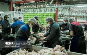 حمایت از زنجیره تأمین مرغ در فارس