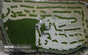 شالیزارهای مازندران در تب‌وتاب نشا؛ دستمزدهای ۲ میلیونی نشاکاران