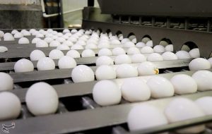 شبکه توزیع عامل گرانی تخم مرغ اعلام شد