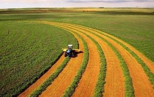 شرایط کشت بهاره دیم مطلوب شد