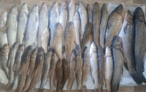 صیادان غیرمجاز در سد سیمره بدره دستگیر شدند