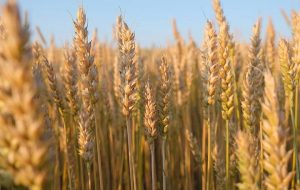 فعالیت ۸۷هزار گندم‌کار در آذربایجان غربی؛۸۰۰ هزار تن گندم تولید می شود