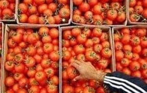لزوم توقف صادرات برای متعادل شدن بازار گوجه فرنگی