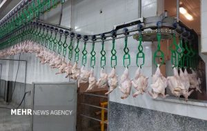 واردکنندگان دولتی در قالب تولید قراردادی با مرغداران همکاری کنند