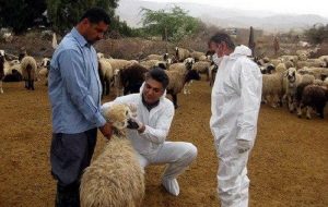 کیخا: ارائه خدمات رایگان دامپزشکی در مناطق محروم کیخا: ارائه خدمات رایگان دامپزشکی در مناطق محروم