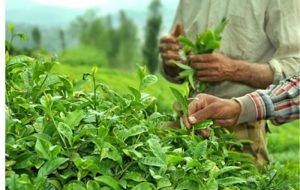 600 میلیارد تومان از مطالبات چایکاران پرداخت شد 600 میلیارد تومان از مطالبات چایکاران پرداخت شد