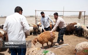 تشدید نظارتهای بهداشتی دامپزشکی فهرج همزمان با عید سعید قربان تشدید نظارتهای بهداشتی دامپزشکی فهرج همزمان با عید سعید قربان