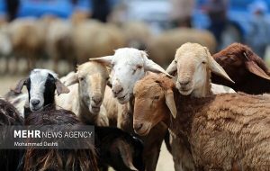 توقیف کامیون حامل دام زنده فاقد مجوز در رومشکان