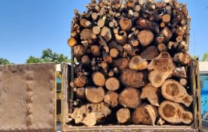جزئیات شناسایی و انهدام باند قاچاق چوب با دوربین تله‌ای در استان مازندران