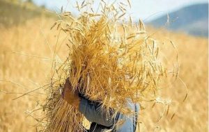 حکمرانی محلی و تابآوری غذایی در شرایط جنگی حکمرانی محلی و تابآوری غذایی در شرایط جنگی