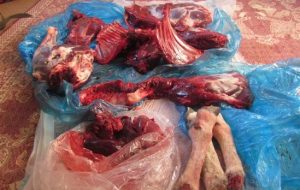 دستگیری شکارچی غیر مجاز در شاهرود؛ لاشه قوچ وحشی کشف شد