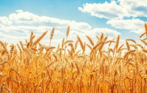 ظرفیت ذخیرهسازی گندم آذربایجان شرقی به ۹۵۴ هزار تن رسید ظرفیت ذخیرهسازی گندم آذربایجان شرقی به ۹۵۴ هزار تن رسید