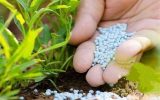نسبت غلات به اوره به کف تاریخی رسید؛ خطر موج جدید تورم غذایی در جهان
