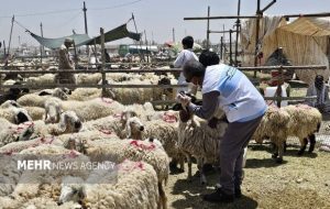 نظارت ۳۴ اکیپ دامپزشکی هرمزگان بر ذبح دام در عید قربان نظارت ۳۴ اکیپ دامپزشکی هرمزگان بر ذبح دام در عید قربان