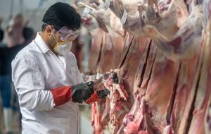 نکات بهداشتی ذبح دام در عیدقربان/ نحوه نگهداری گوشت قربانی اعلام شد نکات بهداشتی ذبح دام در عیدقربان/ نحوه نگهداری گوشت قربانی اعلام شد