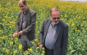 هشدار جهاد کشاورزی مرند نسبت به شیوع آفات مزارع هشدار جهاد کشاورزی مرند نسبت به شیوع آفات مزارع