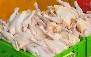 چرا مرغ در بازار کم شد؟ چرا مرغ در بازار کم شد؟