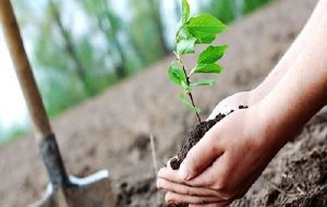 کاشت ۱۰۰ اصله نهال به نام نوزادان