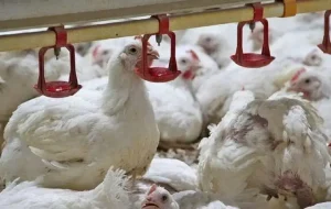 گذار ناقص به بازار آزاد؛ ریشه بحران نقدینگی و تلاطم در صنعت طیور