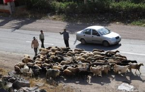 ۹۵ درصد ایل راه‌های عشایری استان ایلام مرمت شد