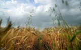 ببینید|مطالبات گندمکاران هفته آینده پرداخت می‌شود