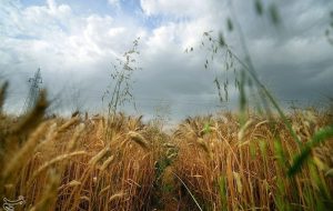 ببینید|مطالبات گندمکاران هفته آینده پرداخت می‌شود