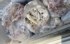 بیش از ۳۳۰ کیلوگرم گوشت غیربهداشتی و فاقد هویت در اراک کشف شد بیش از ۳۳۰ کیلوگرم گوشت غیربهداشتی و فاقد هویت در اراک کشف شد