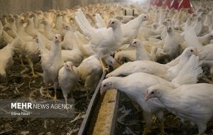رکوردشکنی تولید بیش از یک میلیون قطعه پولت در فارس رکوردشکنی تولید بیش از یک میلیون قطعه پولت در فارس