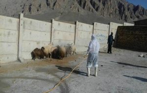 سمپاشی رایگان دام در رودان برای پیشگیری از تب کریمه کنگو آغاز شد سمپاشی رایگان دام در رودان برای پیشگیری از تب کریمه کنگو آغاز شد