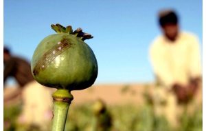 کاشت خشخاش مجوز گرفت؟ کاشت خشخاش مجوز گرفت؟