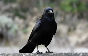 کلاغها چقدر «ریاضی» بلدند؟ کلاغها چقدر «ریاضی» بلدند؟