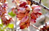 ایران بر سکوی دوم صادرات پسته ایستاد؛ سهم ایران از ارزش کل پسته صادراتی بیش از ۱۳درصد است