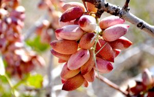 ایران بر سکوی دوم صادرات پسته ایستاد؛ سهم ایران از ارزش کل پسته صادراتی بیش از ۱۳درصد است ایران بر سکوی دوم صادرات پسته ایستاد؛ سهم ایران از ارزش کل پسته صادراتی بیش از ۱۳درصد است