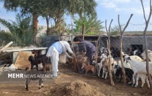 واکسیناسیون رایگان بیش از ۴ هزار رأس دام سبک در مناطق عشایری نیکشهر واکسیناسیون رایگان بیش از ۴ هزار رأس دام سبک در مناطق عشایری نیکشهر