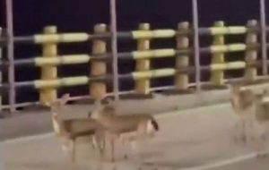 پناه بردن آهوهای جزیره خارگ از ترس انفجار به خیابانها پناه بردن آهوهای جزیره خارگ از ترس انفجار به خیابانها