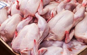 چراغ سبز به صادرات گوشت مرغ / قیمت‌ها در بازار داخلی بالا می‌رود؟