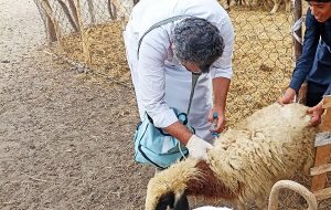 واکسیناسیون سه هزار و ۴۷۵ رأس دام سبک در دهستان چاهوک مهرستان واکسیناسیون سه هزار و ۴۷۵ رأس دام سبک در دهستان چاهوک مهرستان