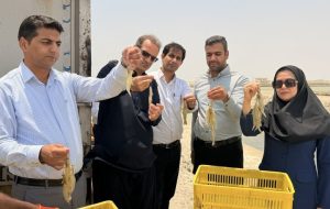 پیش‌بینی تولید ۴۴۰۰ تن میگوی پرورشی در سیستان و بلوچستان